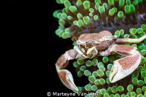 Porcelain crab taken with Canon's 100mm macro lens with +... by Marteyne Van Well 